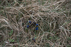 Gentiana verna