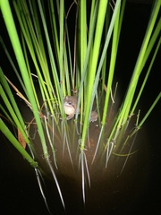 Limnodynastes dumerilii dumerilii