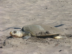 Lepidochelys kempii