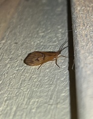 Pycnopsyche circularis