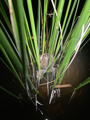 Limnodynastes dumerilii dumerilii
