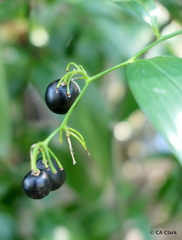 Geitonoplesium cymosum