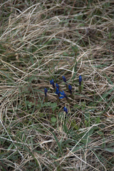 Gentiana verna