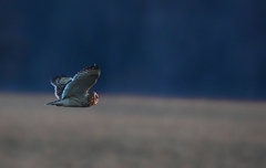 Asio flammeus