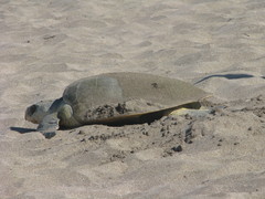 Lepidochelys kempii