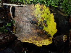 Harmandiola tremulae