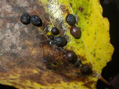 Harmandiola tremulae