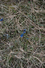 Gentiana verna