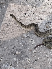Crotalus viridis