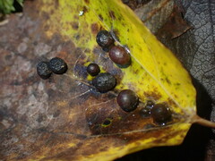 Harmandiola tremulae