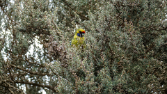 Platycercus caledonicus