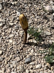 Montagnea arenaria