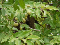 Lagerstroemia parviflora
