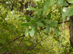 Lagerstroemia parviflora