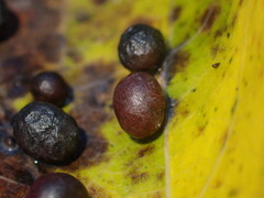 Harmandiola tremulae