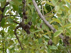 Lagerstroemia parviflora