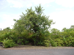 Lagerstroemia parviflora