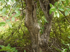 Lagerstroemia parviflora
