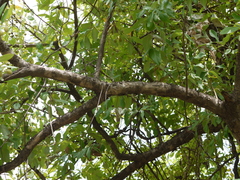 Lagerstroemia parviflora