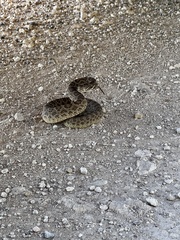 Crotalus viridis