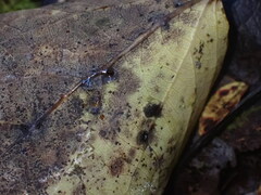 Harmandiola tremulae
