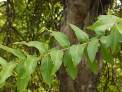 Lagerstroemia parviflora