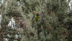 Platycercus caledonicus