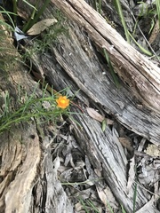 Xerochrysum viscosum