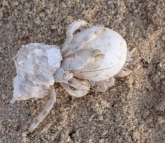 Coenobita scaevola