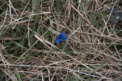 Gentiana verna