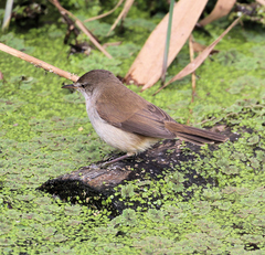Acrocephalus gracilirostris gracilirostris