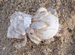 Coenobita scaevola