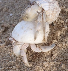 Coenobita scaevola
