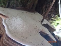 Ganoderma australe
