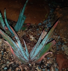 Aloe suprafoliata