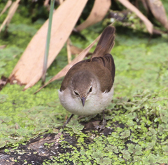 Acrocephalus gracilirostris gracilirostris