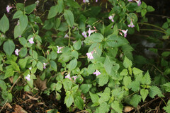 Impatiens balfourii