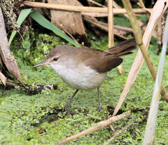 Acrocephalus gracilirostris gracilirostris