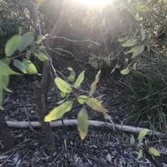Corymbia citriodora