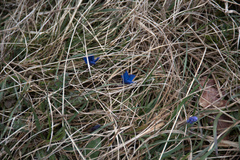 Gentiana verna