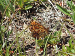 Boloria chariclea