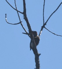 Colaptes auratus luteus