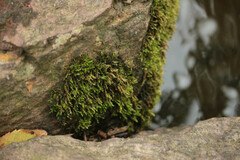 Rhynchostegium riparioides