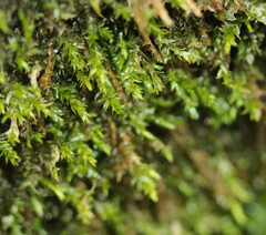 Rhynchostegium riparioides