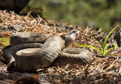 Vipera ammodytes