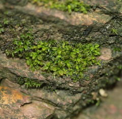 Syntrichia latifolia