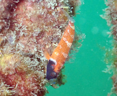 Enneapterygius atrogulare