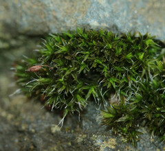Grimmia pulvinata
