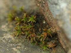 Lewinskya