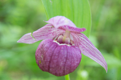 Cypripedium macranthos
